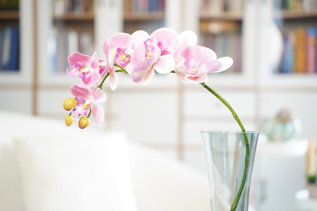 Phalaenopsis Orchid Stem, 85 cm (7 heads)