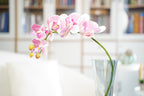 Phalaenopsis Orchid Stem, 85 cm (7 heads)