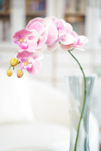 Phalaenopsis Orchid Stem, 85 cm (7 heads)