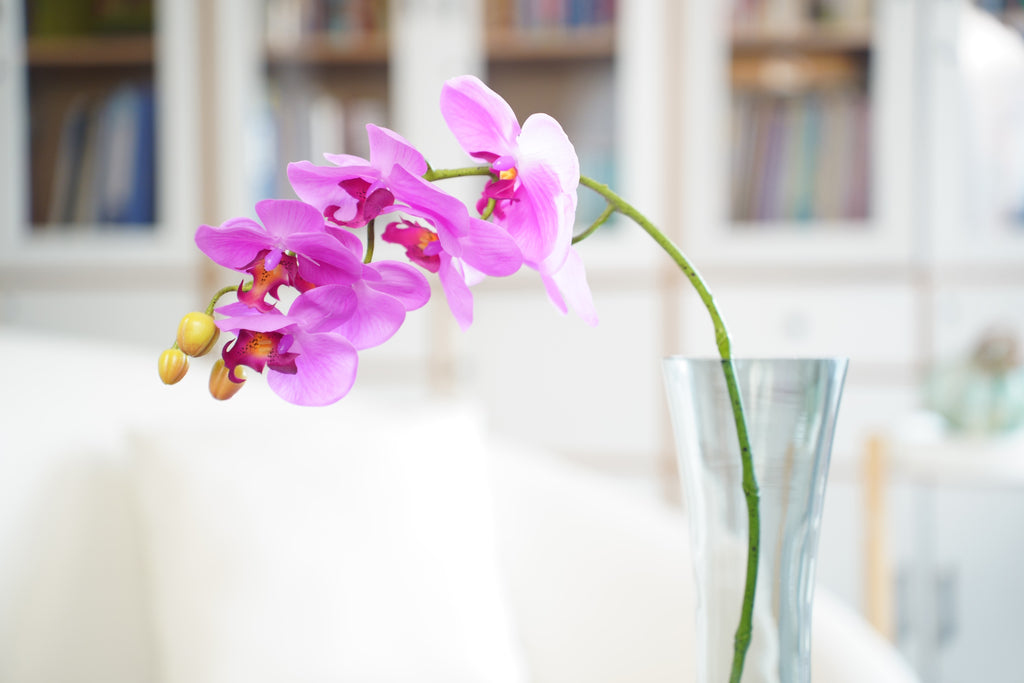 Phalaenopsis Orchid Stem, 85 cm (7 heads)