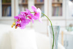 Phalaenopsis Orchid Stem, 85 cm (7 heads)