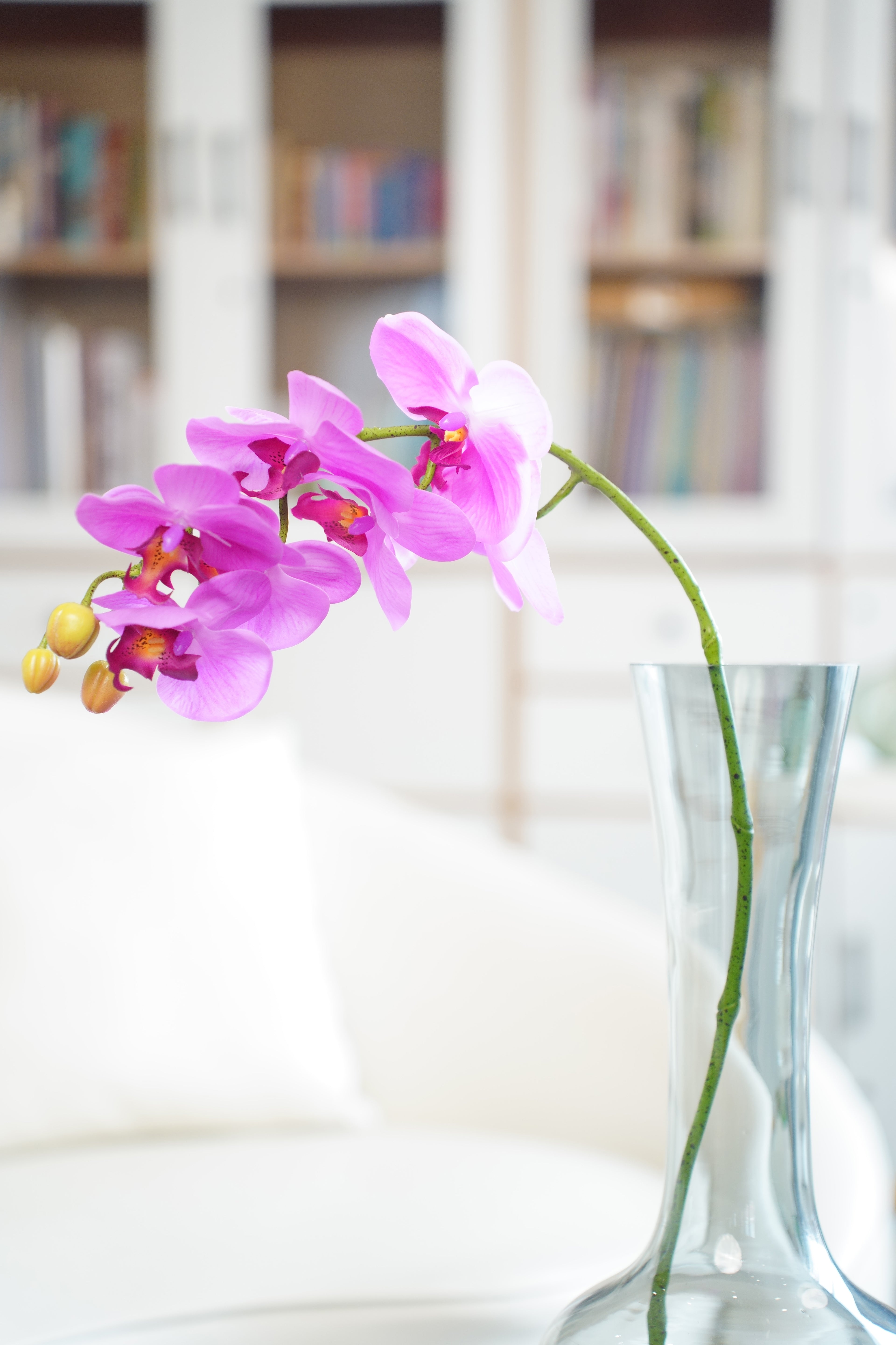 Phalaenopsis Orchid Stem, 85 cm (7 heads)