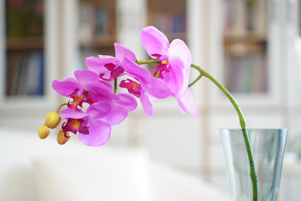Phalaenopsis Orchid Stem, 85 cm (7 heads)