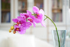 Phalaenopsis Orchid Stem, 85 cm (7 heads)