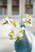 Full Phalaenopsis Orchid Stem, 54 cm (11 heads, 3 branches)