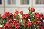 Vintage-Edge Garden Rose Stem, 66cm (6 heads)