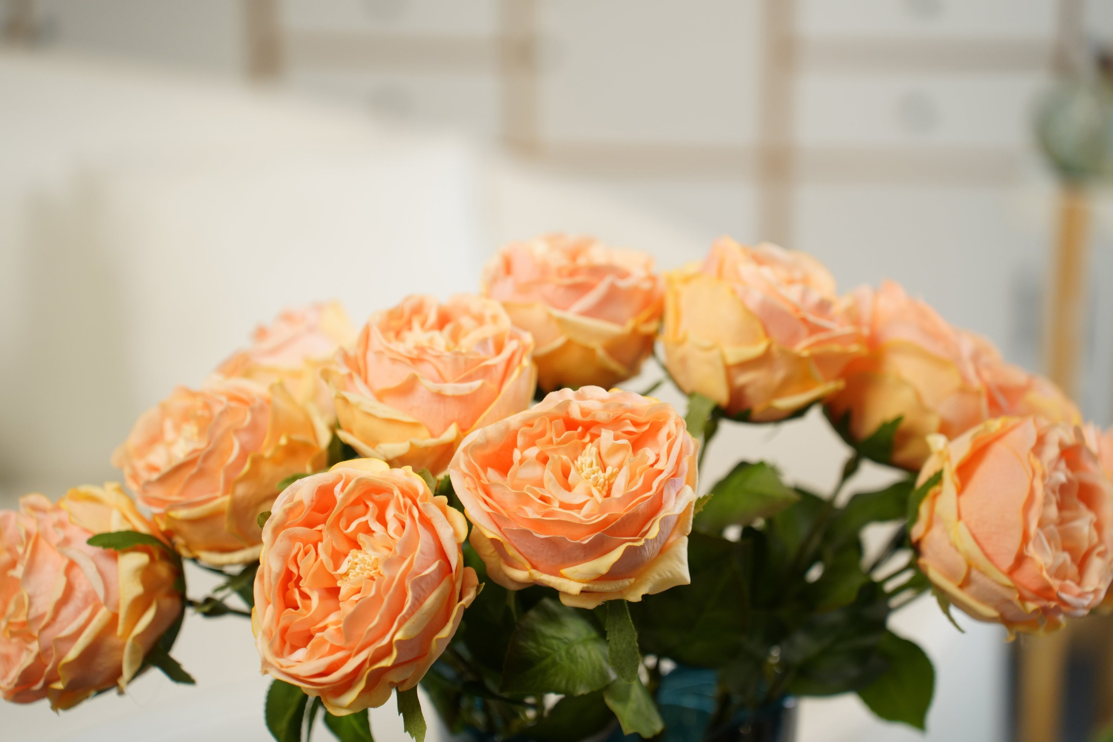 Aurelia Austin Rose Stem, 44 cm (Single Head)